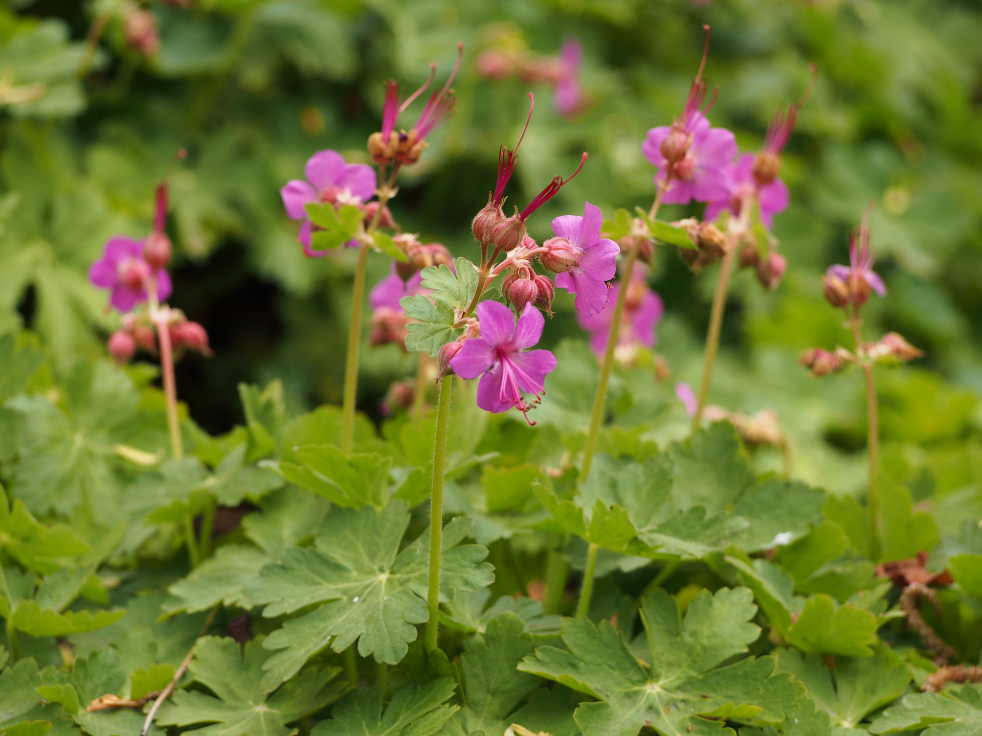 Storrodet storkenæb, Geranium macrorrhizum. Foto: Wikimedia