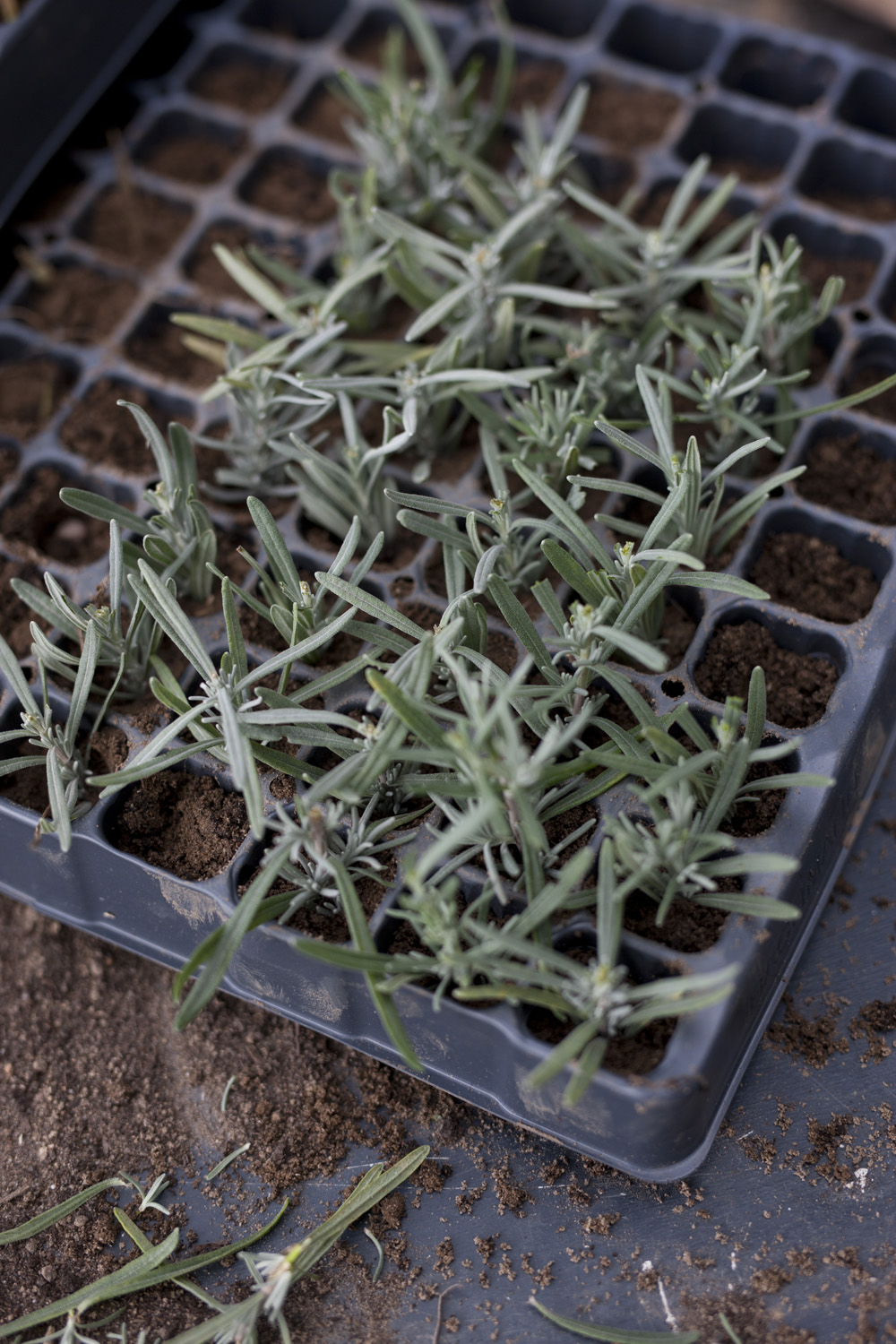Lavendelstiklinger plantet i spirebakke. Foto: Esther Geneser