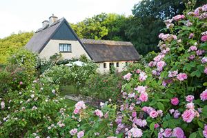 Peter Schergs rosenhave. Foto: Thomas Evaldsen