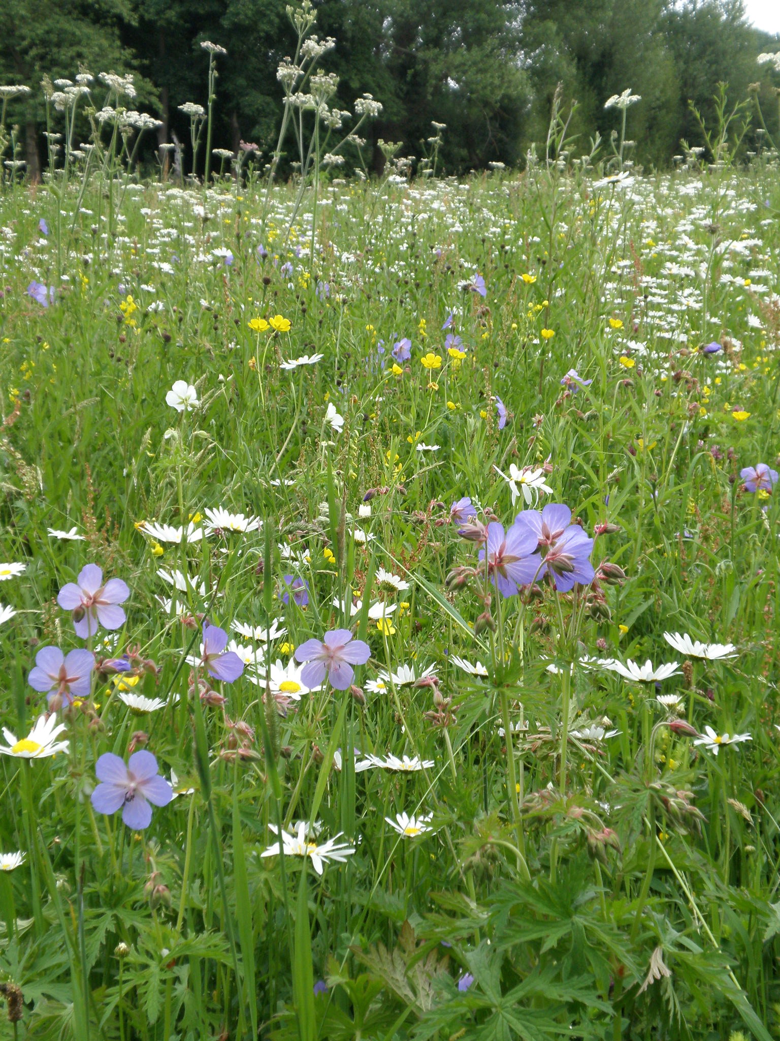 Blomsterende eng, hvor blomsterne har overtaget frem for græsserne. Foto: Flickr/Amanda Slater