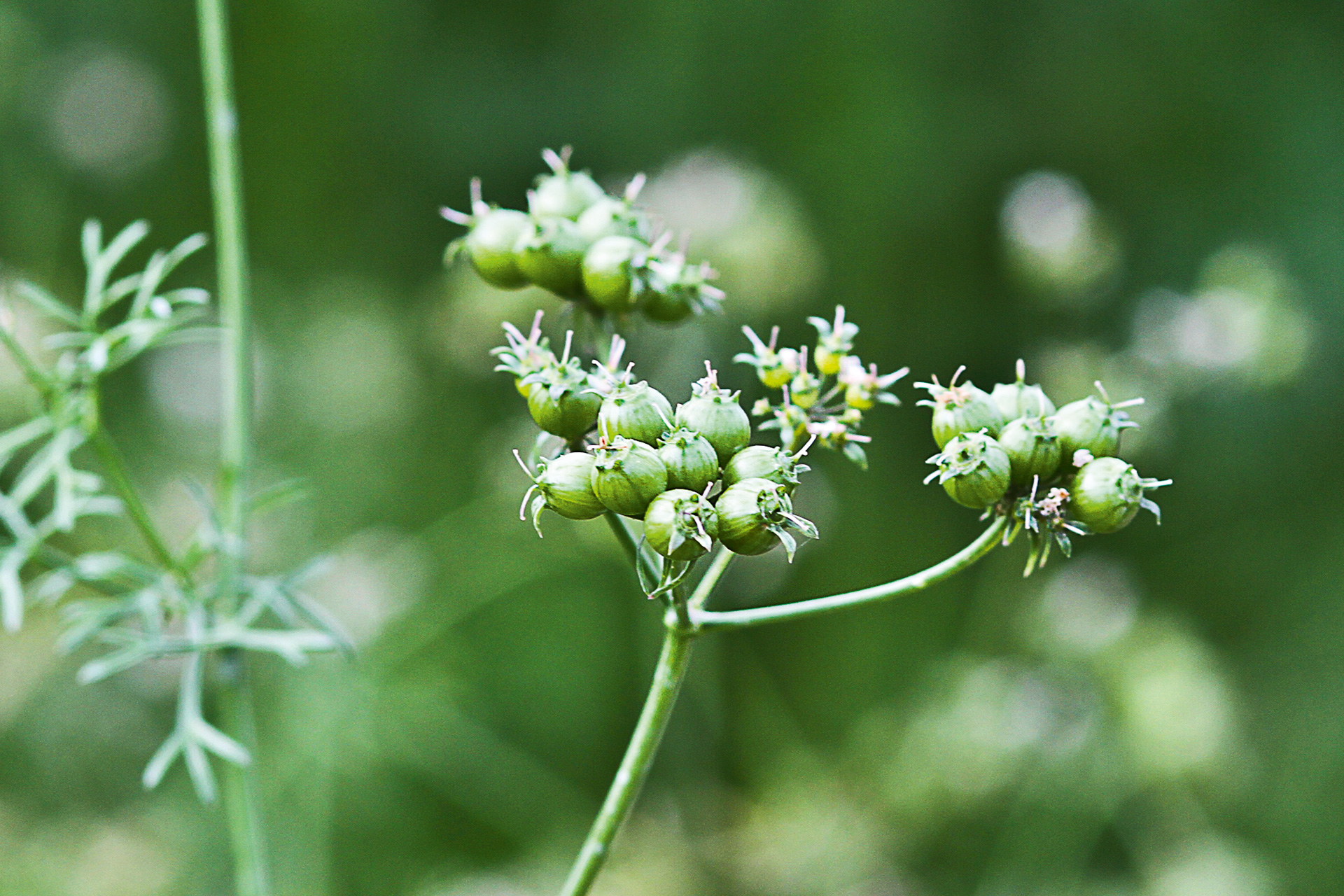 Frøstand på koriander. Foto: Lene Tvedegaard