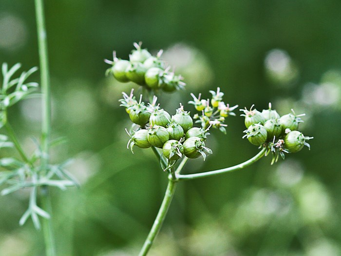 Frøstand på koriander. Foto: Lene Tvedegaard