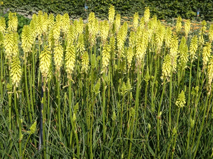 Raketblomst, Kniphorfia 'Lemon Popsicle'. Foto: Hennecke Stauder