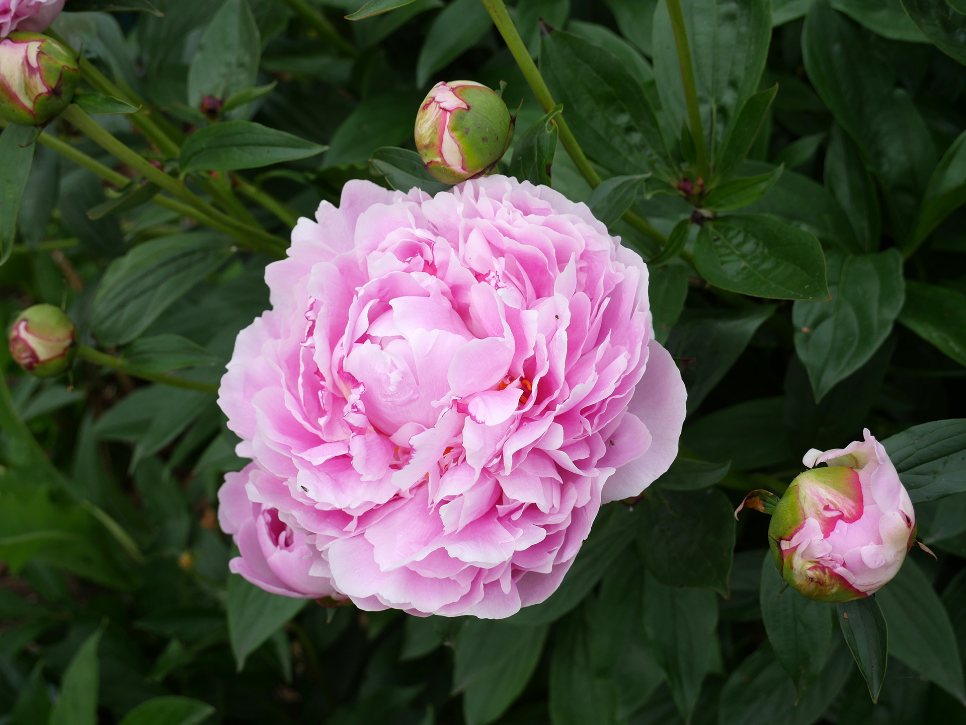 Silkepæon, Paeonia lactiflora 'Sarah Bernhardt'. Foto: Flickr/F. D. Richards