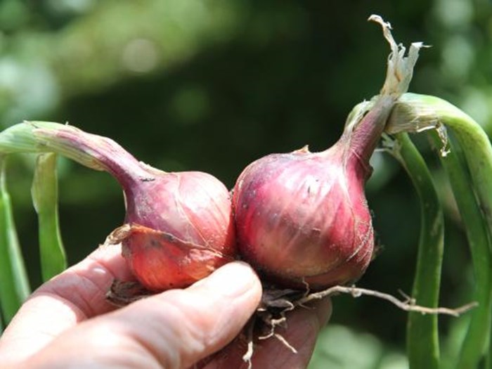 Løg. Foto: Karna Maj