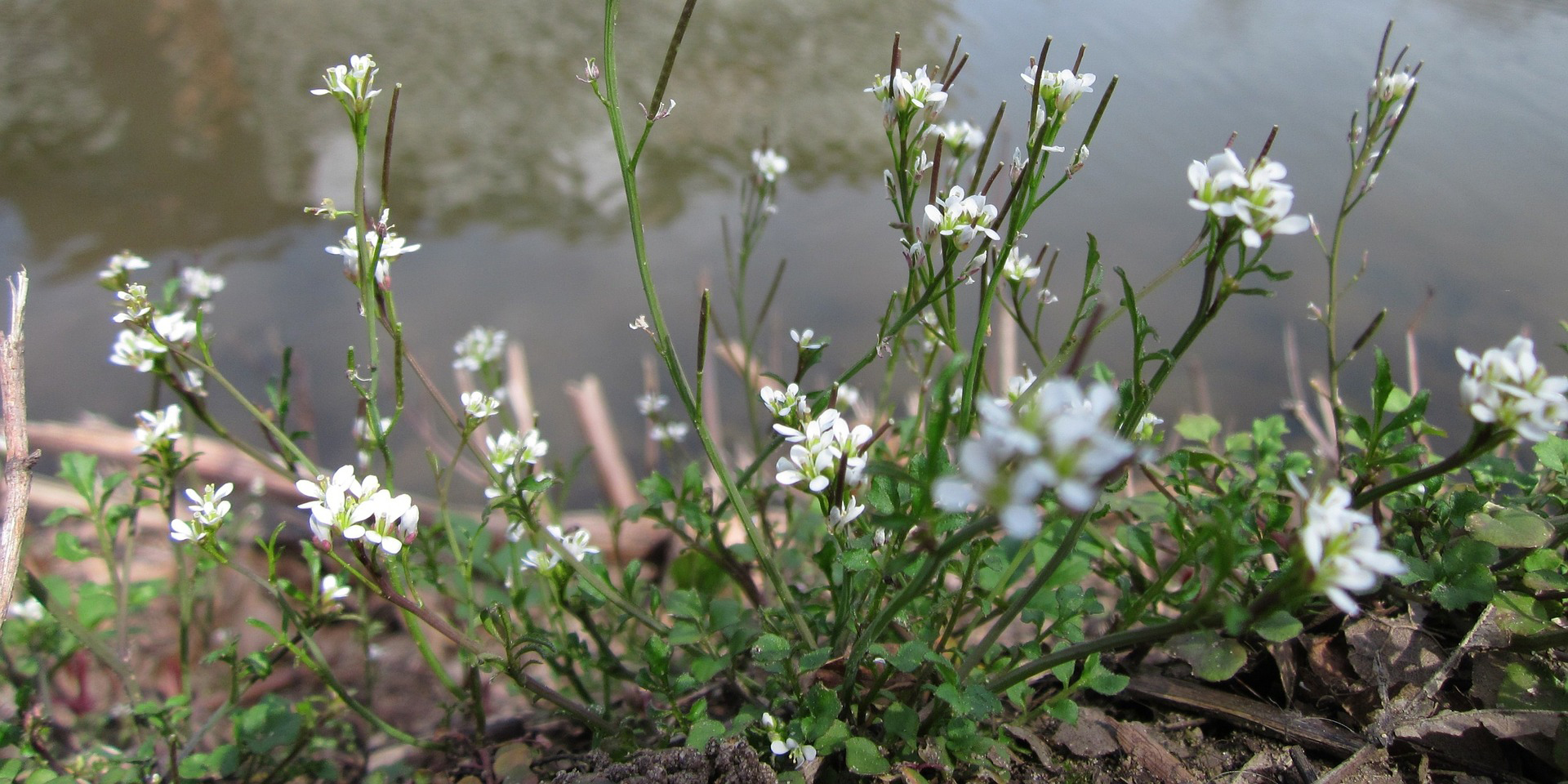 Rosetspringklap. Foto:Pixabay