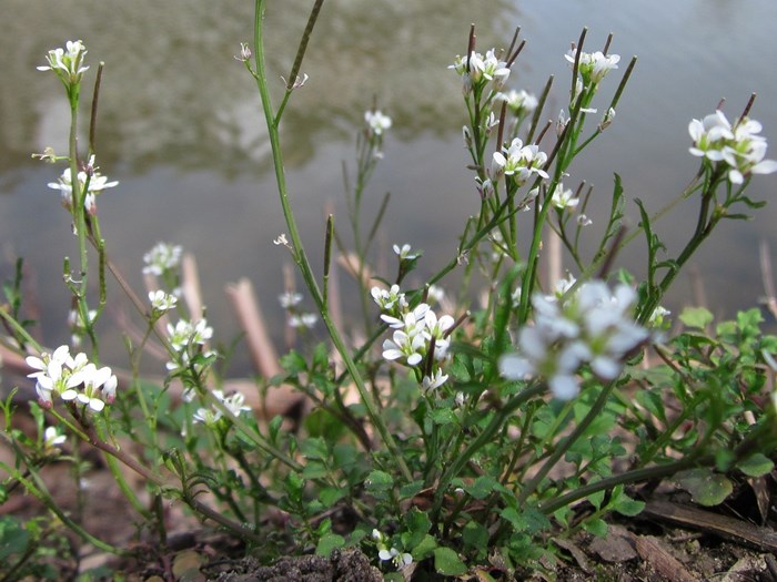 Rosetspringklap. Foto:Pixabay