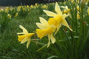 Påskeliljer i græsplænen. Foto: Ukendt kilde