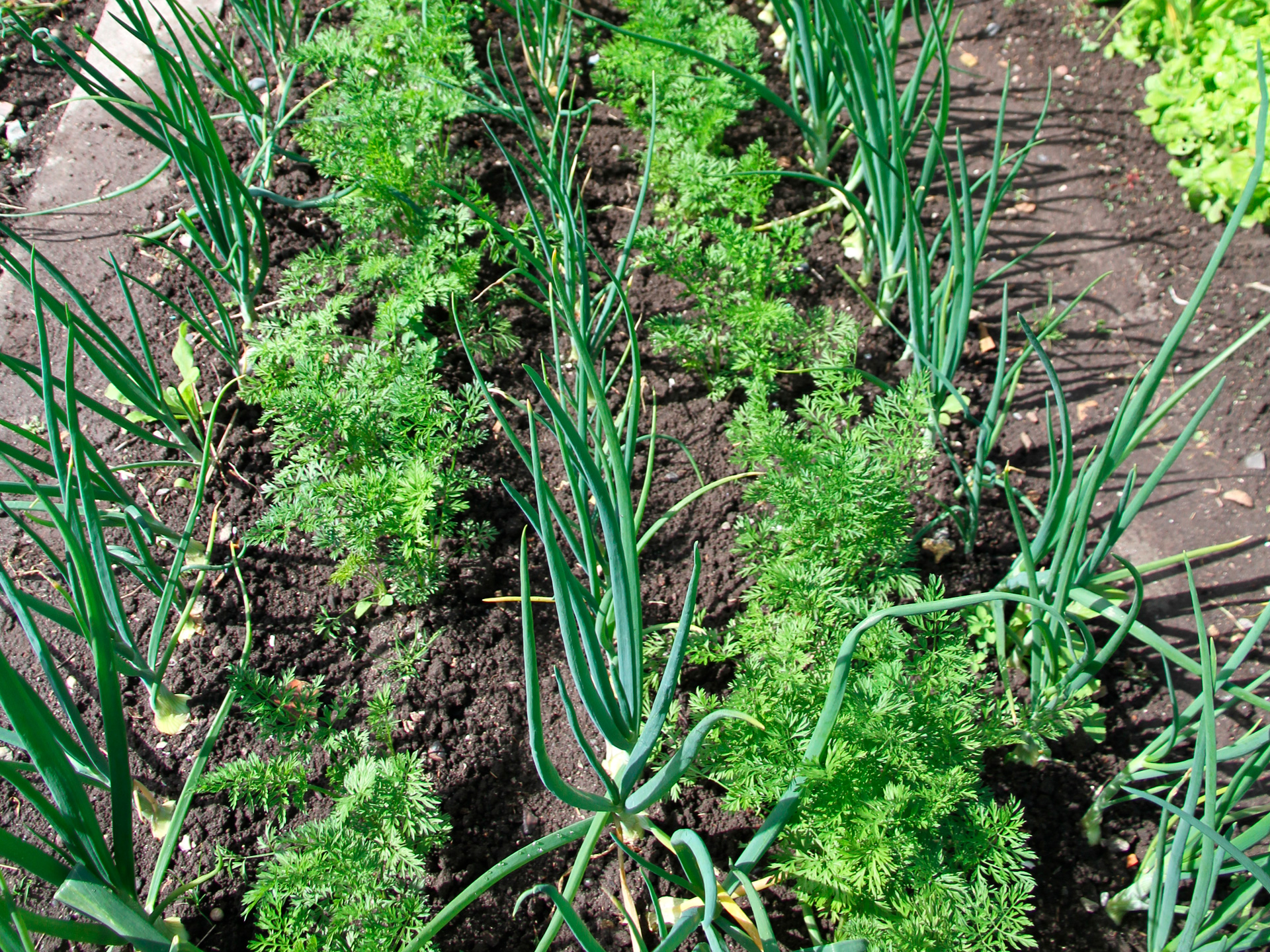 Løg og vintergulerødder. Foto: Karna Maj