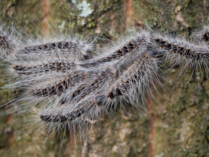 Egeprocessionsspinder hedder på latin Thaumetopoea Processionea. Foto: Wikimedia/ Luc Hoogenstein