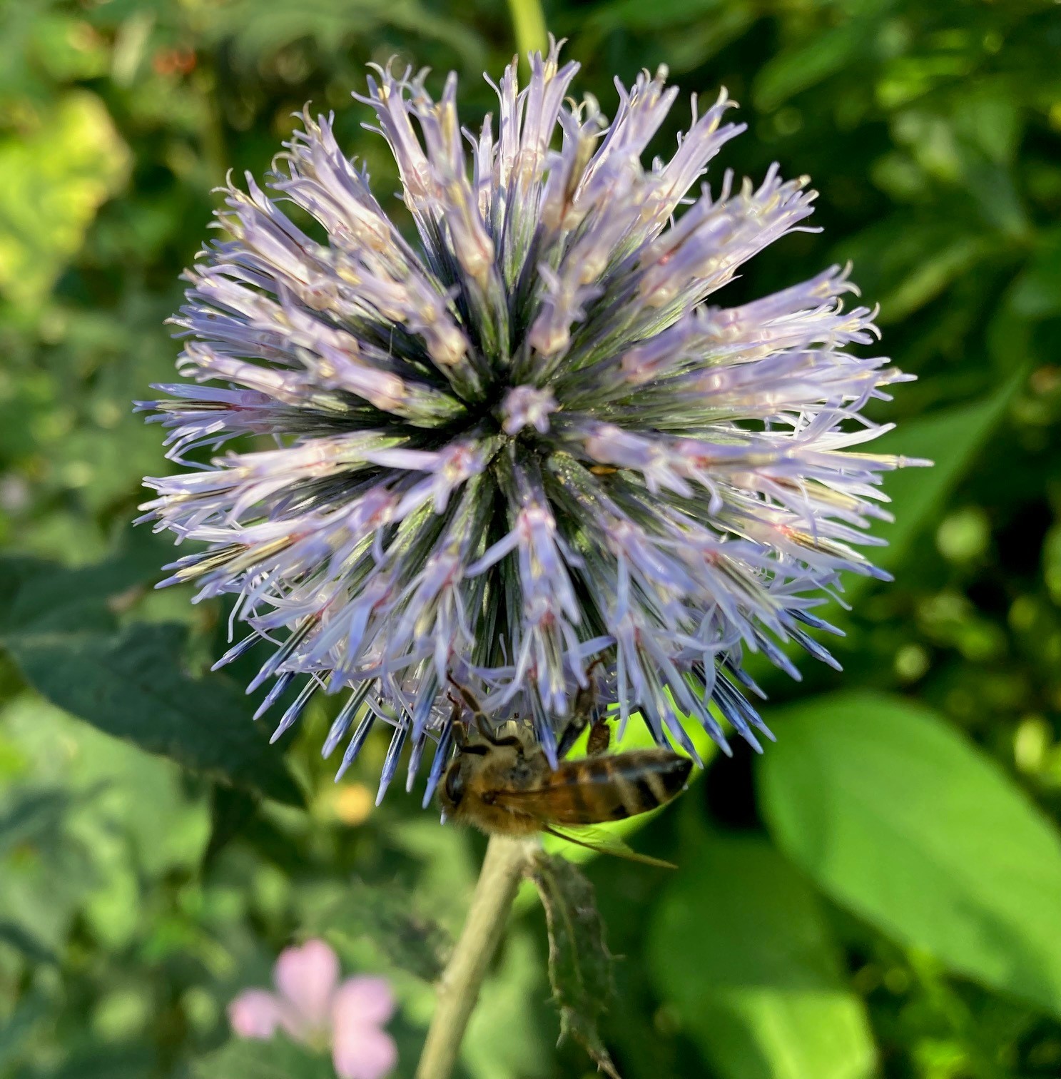 Tiselkugle, Echinops, er en god insektplante. 