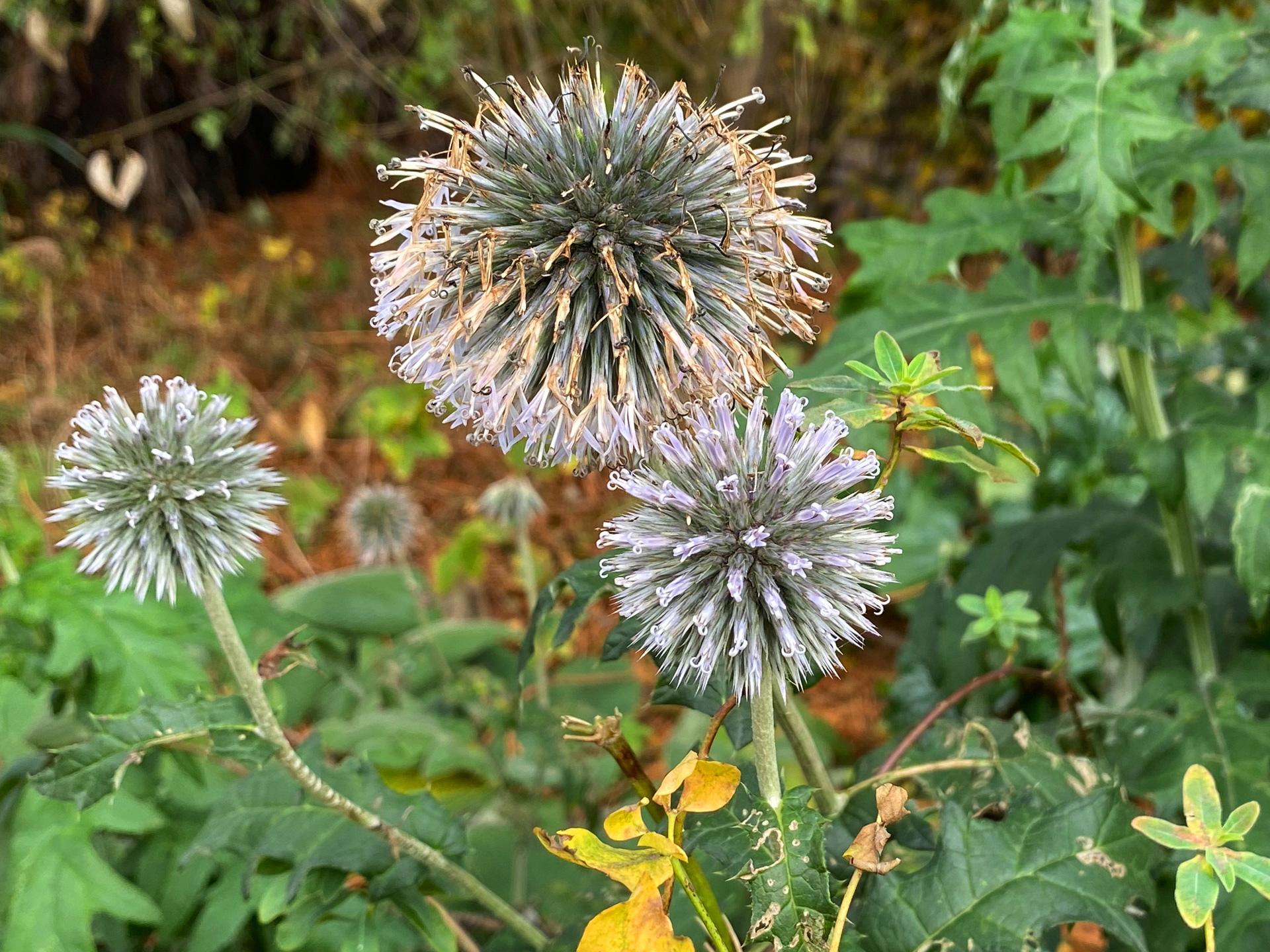 Tidselkugle, Echinops. Foto: Haveselskabet