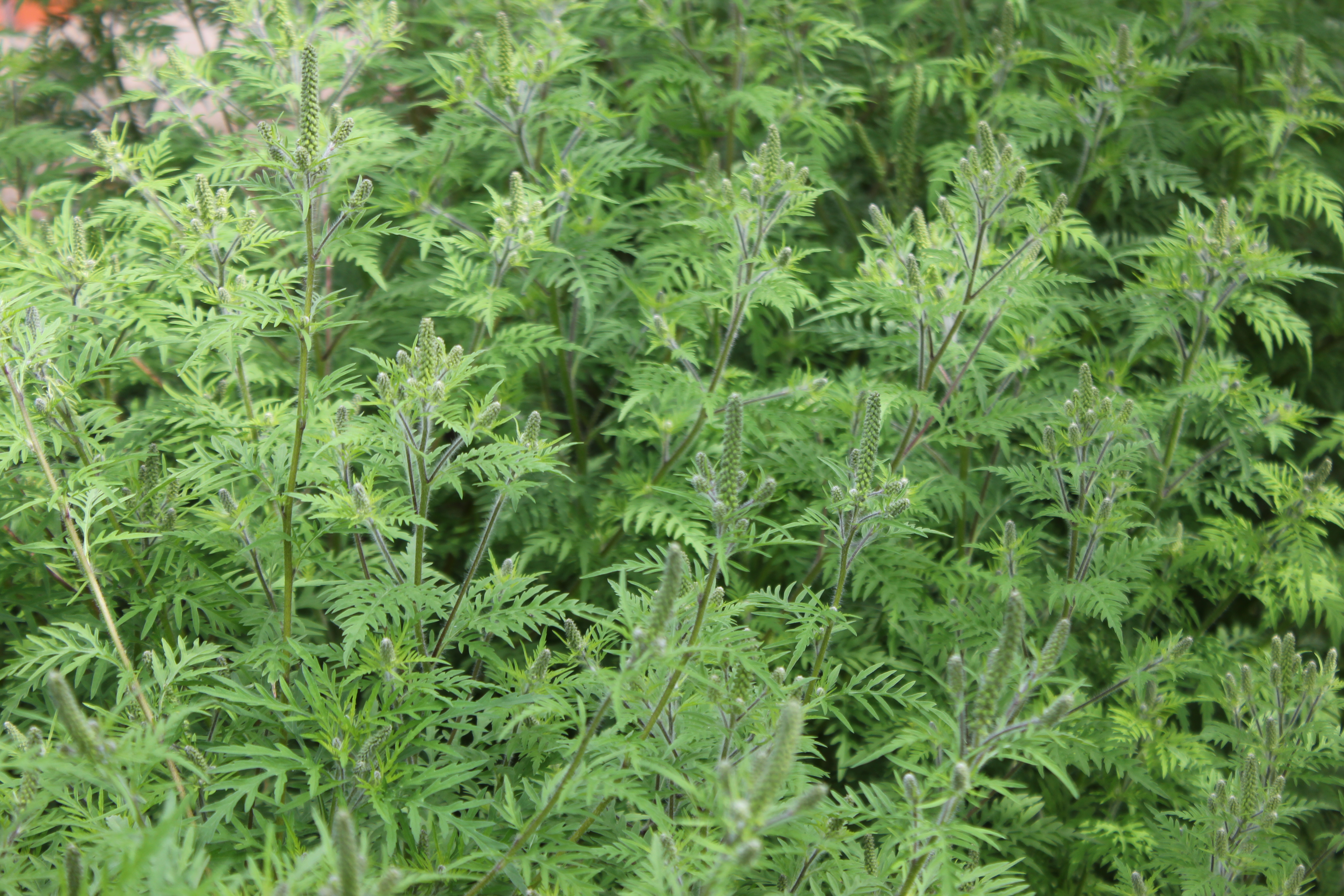 Bynkeambrosie, Ambrosia artemisiifolia. Foto: Kirsten Ebert