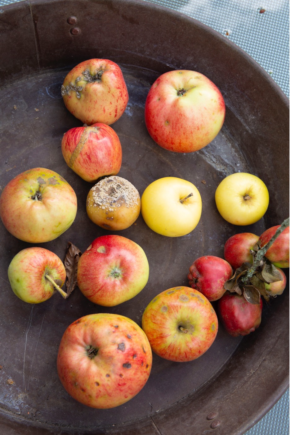 Forskellige sygdomme og skadedyr kan ramme æbler. Foto: Frank Kirkegaard