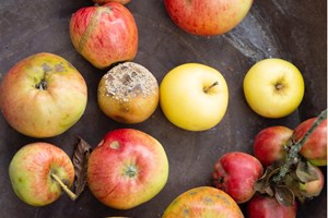 Forskellige sygdomme og skadedyr kan ramme æbler. Foto: Frank Kirkegaard