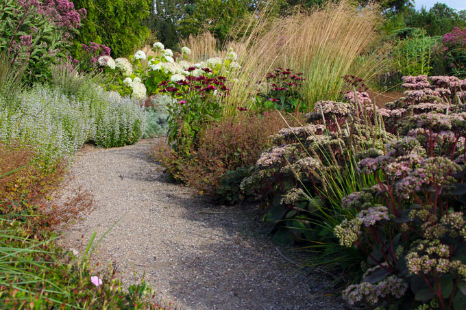 Tørketålende stauder der klæder hinanden. Foto: Jeanette Thysen