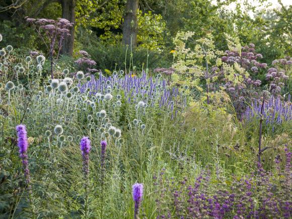 Hvis man har planer om at anlægge et stort staudebed fra bunden, kan man spare mange penge ved at så nogle af stauderne selv. 