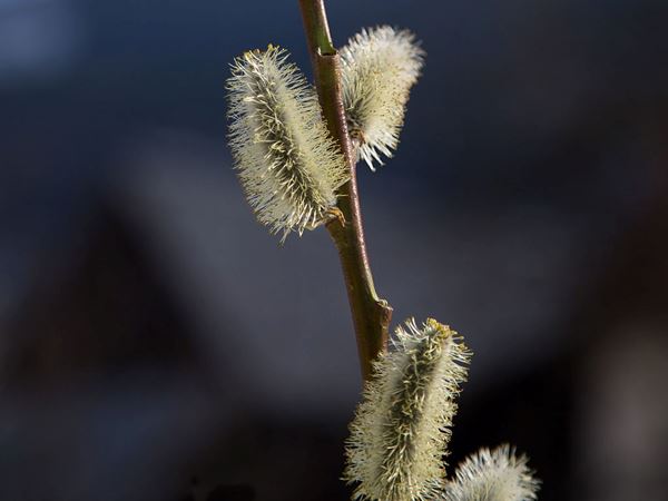 Dugpil, Salix daphnoides. Foto: Wikimedia