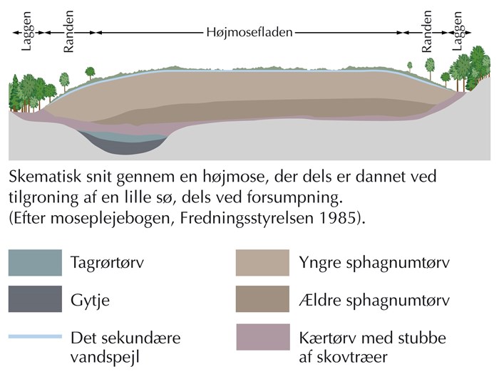 Illustration af højmosens opbygning. Kilde: Naturstyrelsen
