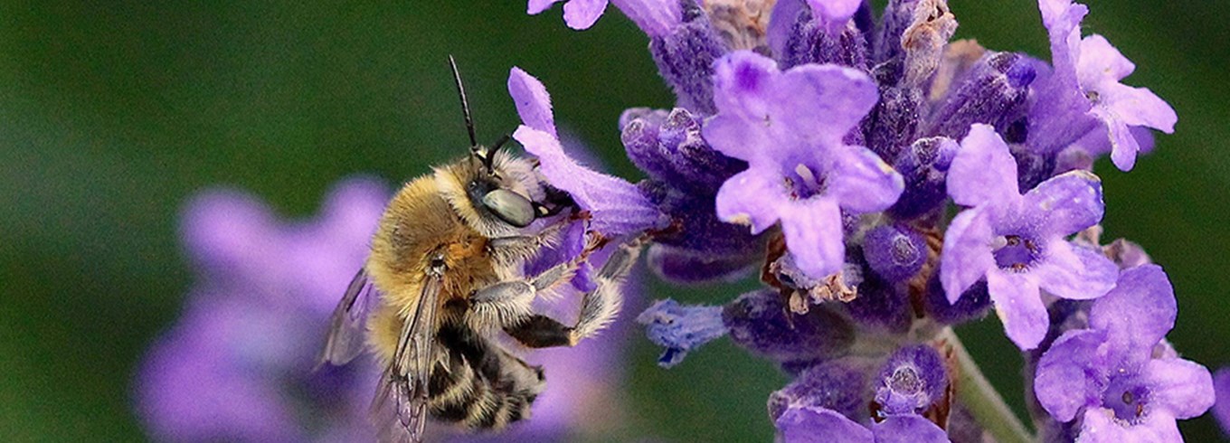 Foto: Flickr, Kurt Geeraerts