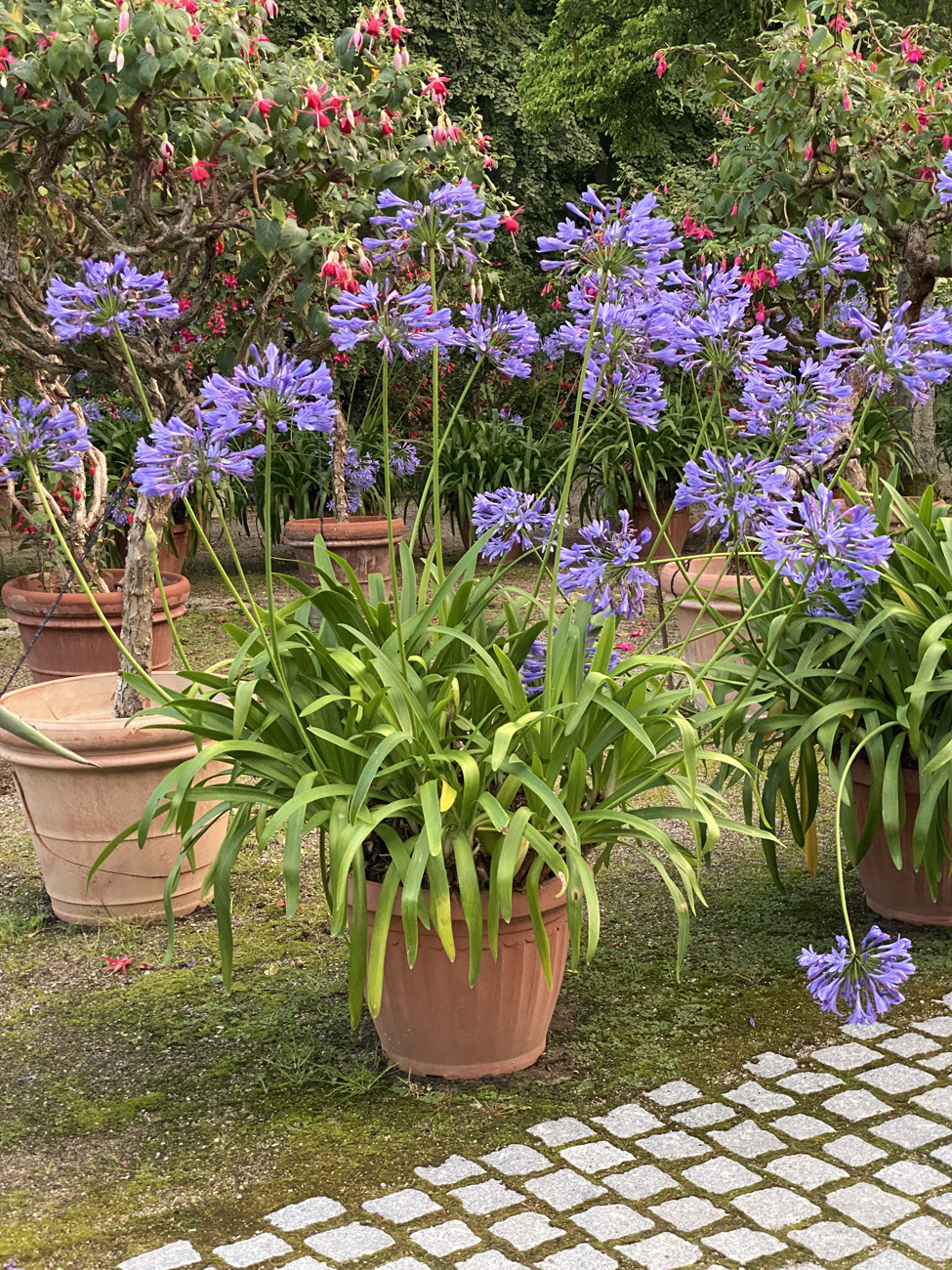 Skærmlilje i blomst. Nogle af bladene er blevet lidt gule, men det skyldes ikke virussygdom, men ses ofte på agapanthus. Det kan fx skyldes. at planten har manglet vand på et tidspunkt. Foto Bodil Damgaard Petersen