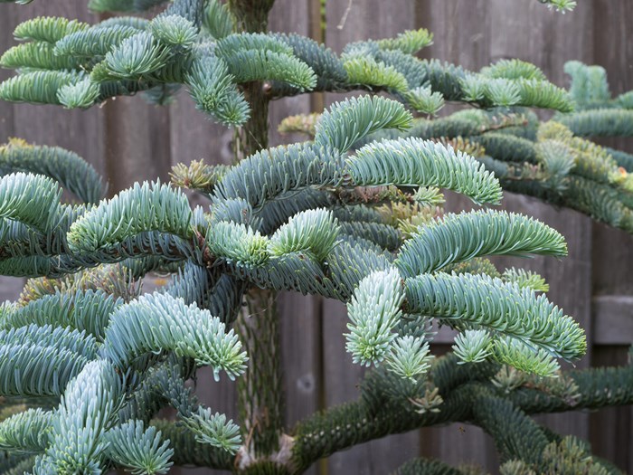 Sølvgran, Abies procera, også kaldet nobilisgran. Foto: iStock