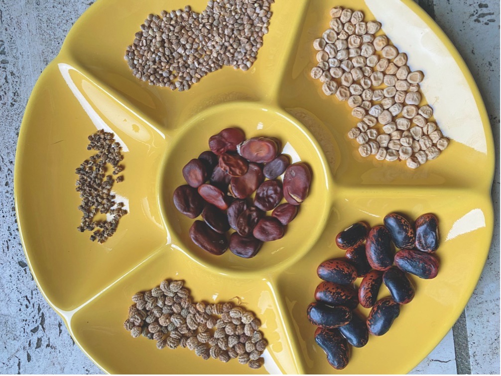 Frø af enårige afgrøder har normalt ingen eller en meget kort frøhvile og er dermed hurtige til at spire. Foto: Haveselskabet