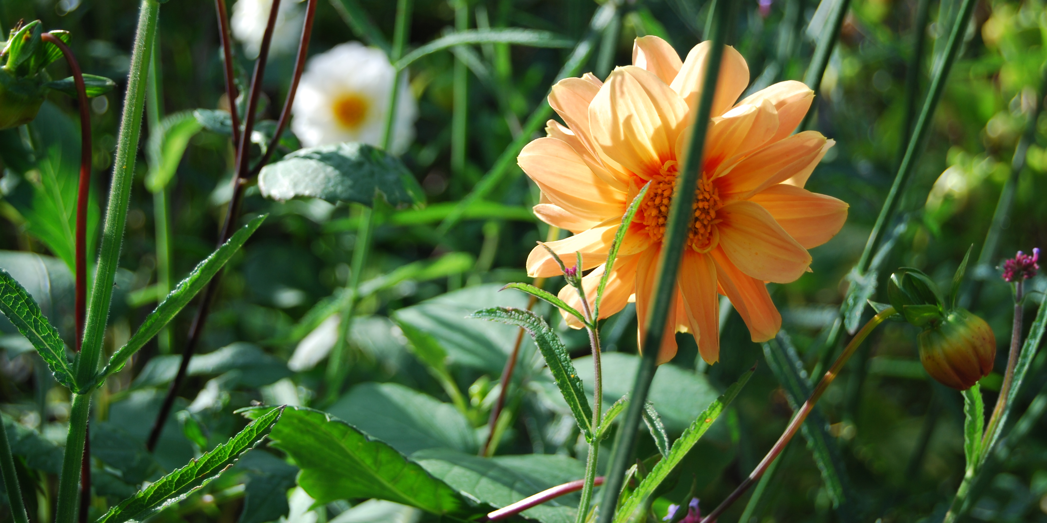 Georgine, frøformeret. Foto: Haveselskabet