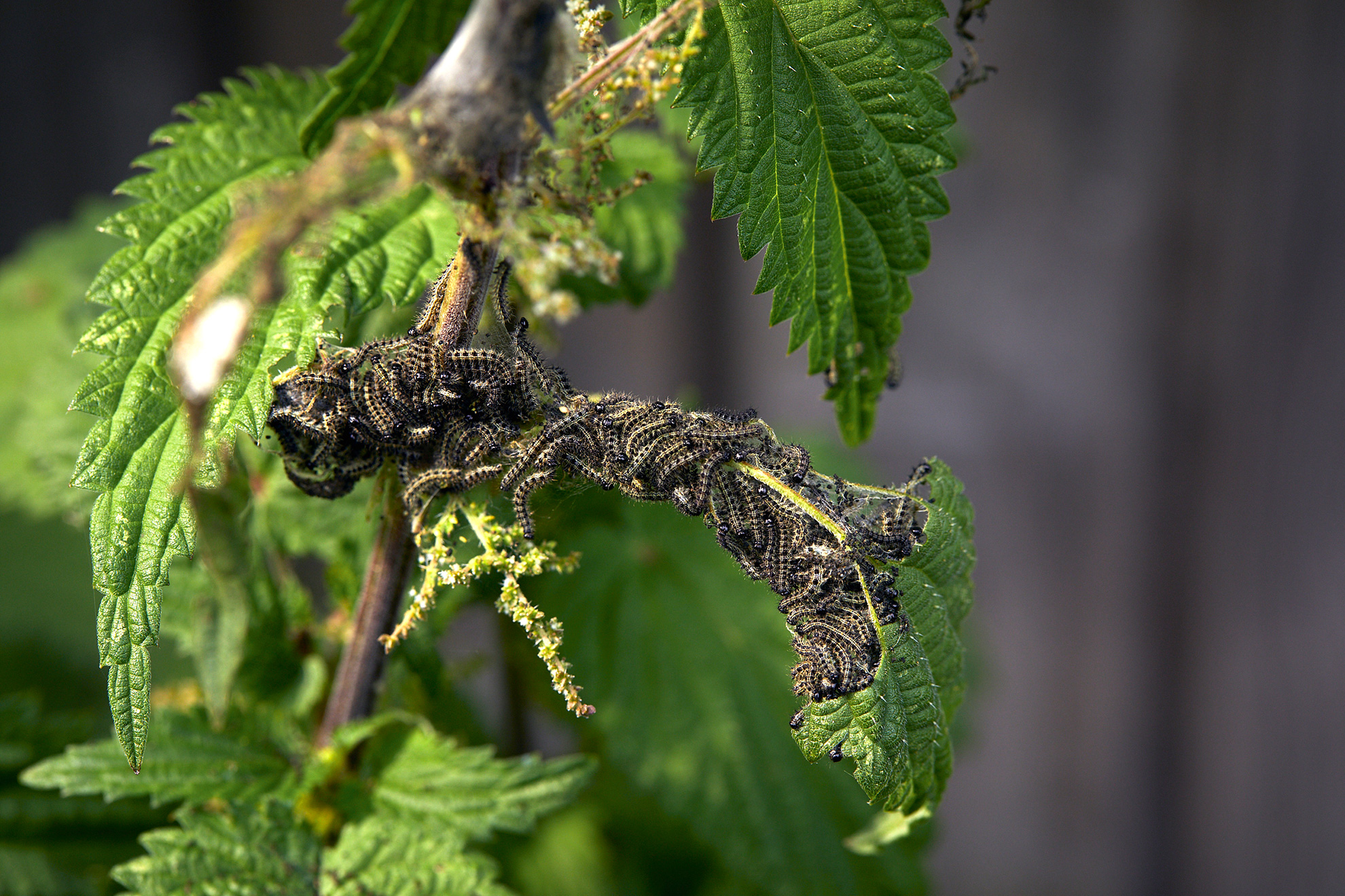 Larver af sommerfuglen nældens takvinge på brændenælde. Haveselskabet