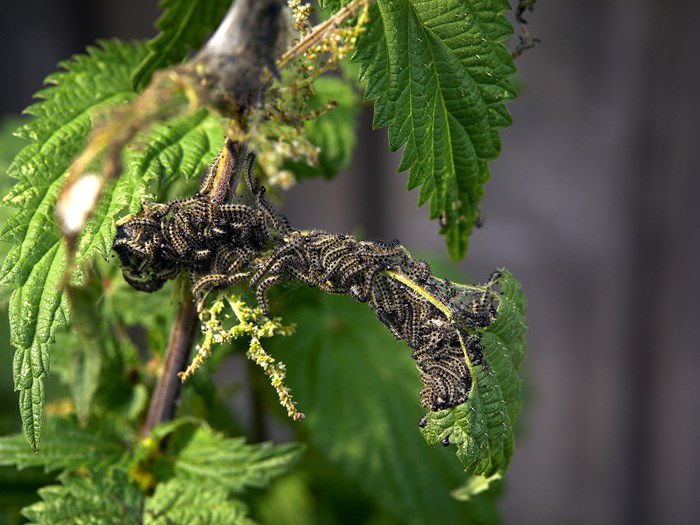 Larver af sommerfuglen nældens takvinge på brændenælde. Haveselskabet