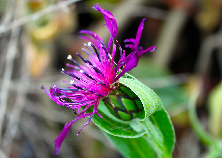 Bjergknopurt, Centaurea montana 'Amethyst Dream'. Foto: Flickr