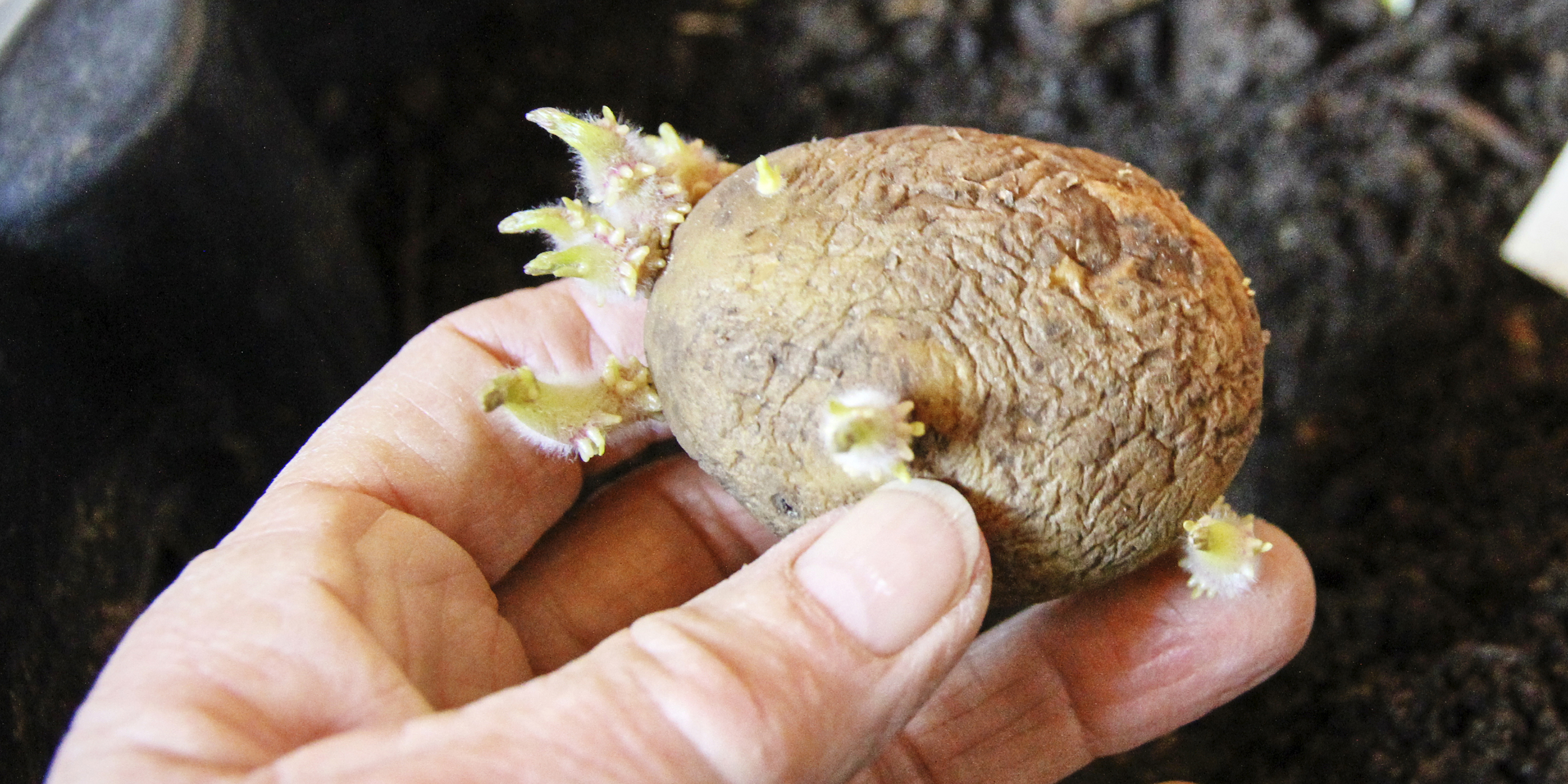 Læggekartoffel med tykke spirer. Foto: Karna Maj