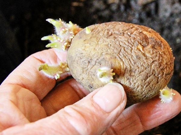 Læggekartoffel med tykke spirer. Foto: Karna Maj