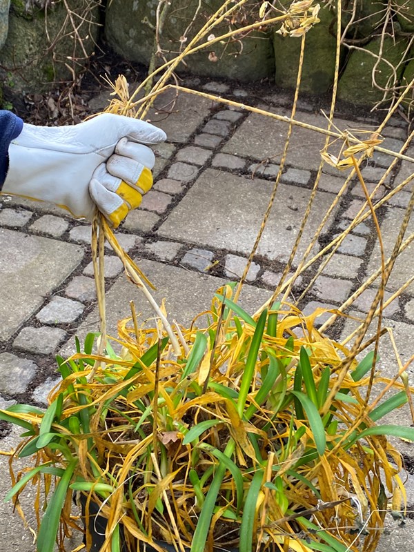 Lader man blomsterstilkene sidde på planten til om foråret og rykker dem af, som vist på foto, mindsker man risikoen for spredning af virus. Foto: Bodil Damgaard Petersen