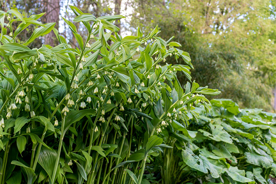 Stor konval, Polygonatum multiflorum. Foto: Istock