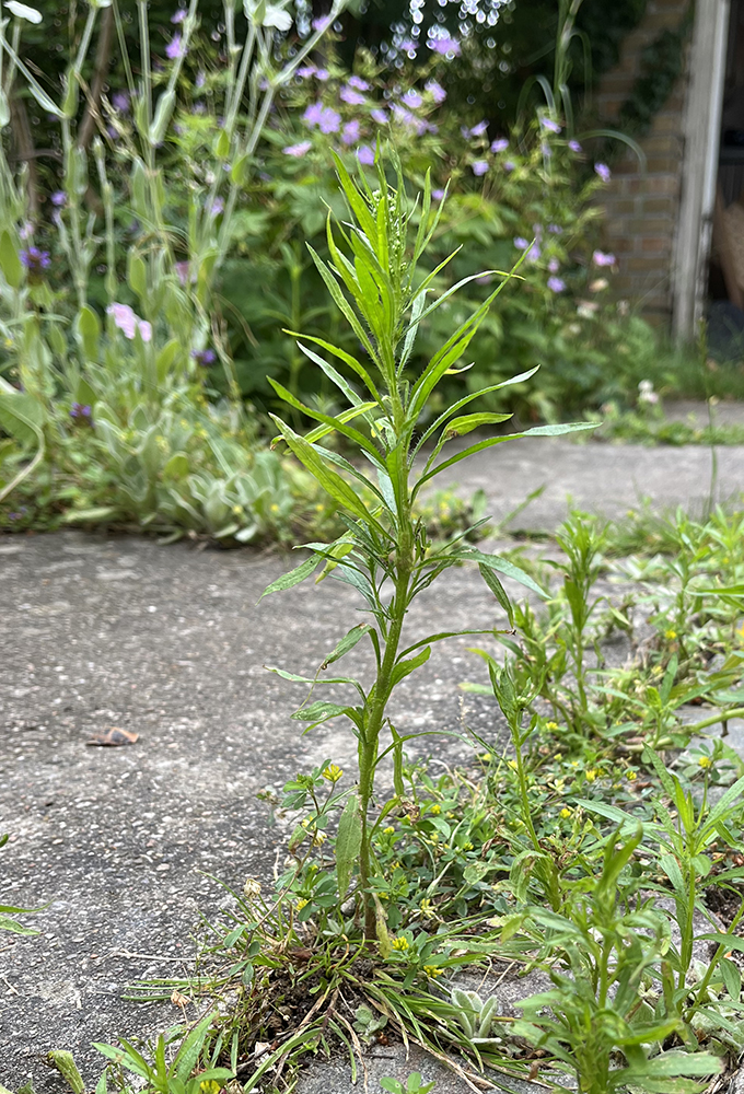 Canadisk bakkestjerne, Foto: Haveselskabet