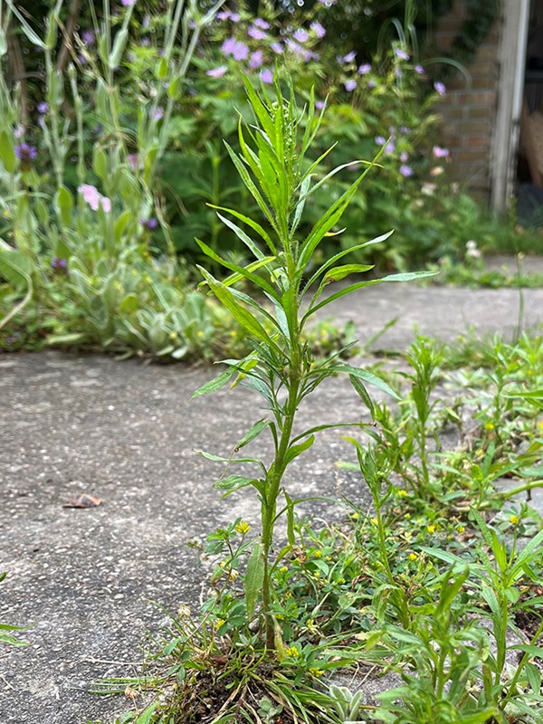 Canadisk bakkestjerne, Foto: Haveselskabet