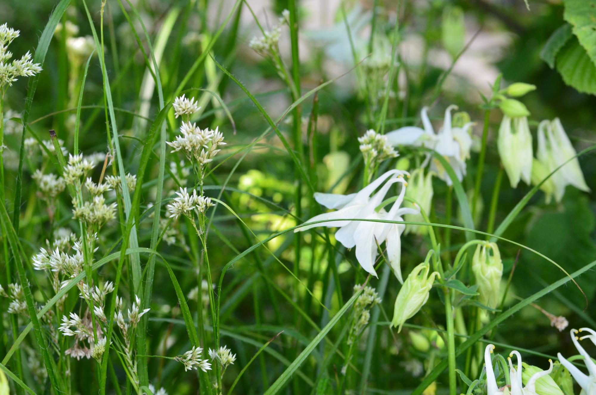 Almindelig akeleje, Aquilegia vulgaris 'Alba' med snefrytle, Luzula nivea. Foto: Haveselskabet