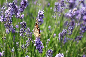 Ægte lavendel, Lavandula angustifolia. Foto: Wikimedia