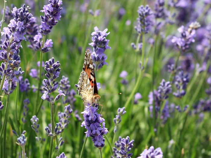 Ægte lavendel, Lavandula angustifolia. Foto: Wikimedia