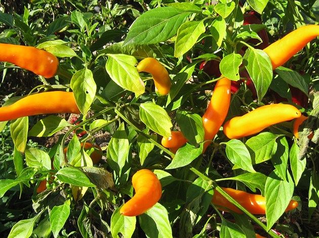 Chili klar til høst. Foto: Karna Maj