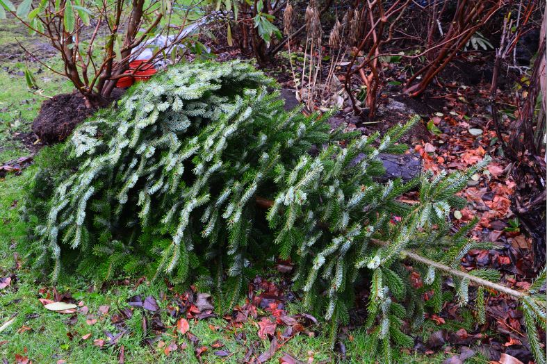Juletræet kan genbruges i haven. Foto: Haveselskabet