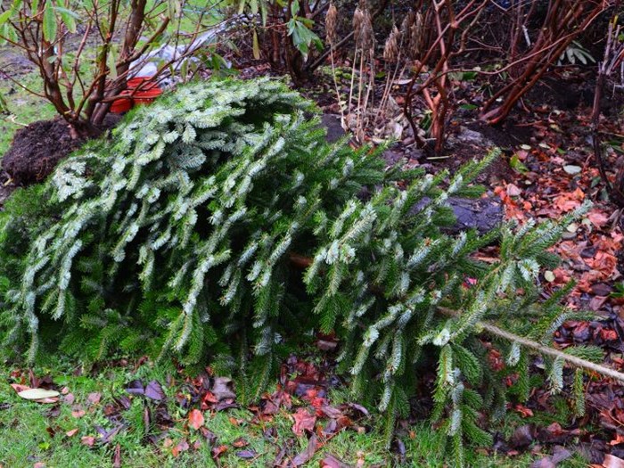 Juletræet kan genbruges i haven. Foto: Haveselskabet