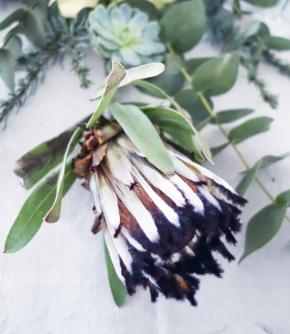 Proteablomster. Foto: Dorthe Kvist