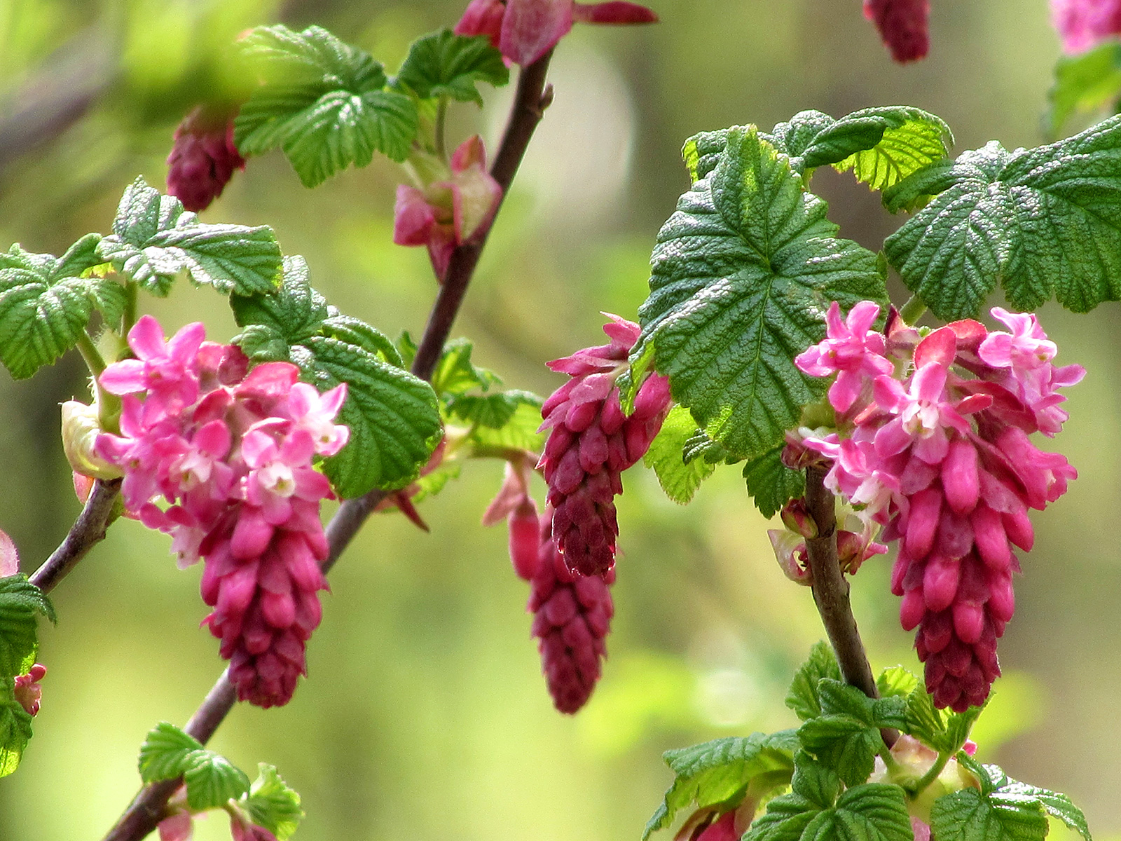 Blodribs, Ribes sanguineum. Foto: Istock