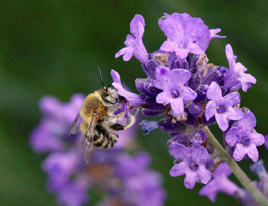 Havevægbi, Anthophora quadrimaculata. Foto: Flickr: Kurt Geeraerts