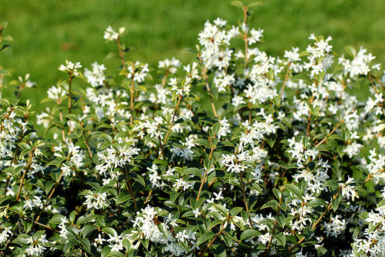 Duftosmanthus, Osmanthus x burkwoodii. Foto: Istock/Basieb