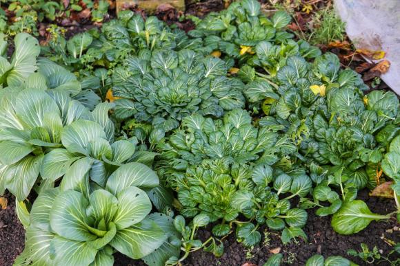 Pak choi og tatsoi er asiatiske bladgrøntsager som sås i juli-august. Foto: Karna Maj