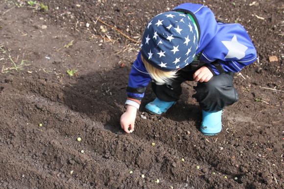 Barn sår ærter. Foto: Karna Maj
