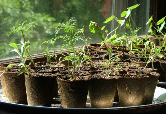 Planterne begynder at vokse til. De skal helst stå så lyst som muligt og en temperatur på maks. 20 grader, gerne køligere. Foto: Flickr